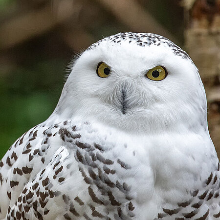 Das Bild zeigt den Kopf und Oberkörper einer Schneeeule. Das Tier ist weiß gefiedert und hat schwarze Flecken. Die großen, runden Augen schauen in die Kamera..