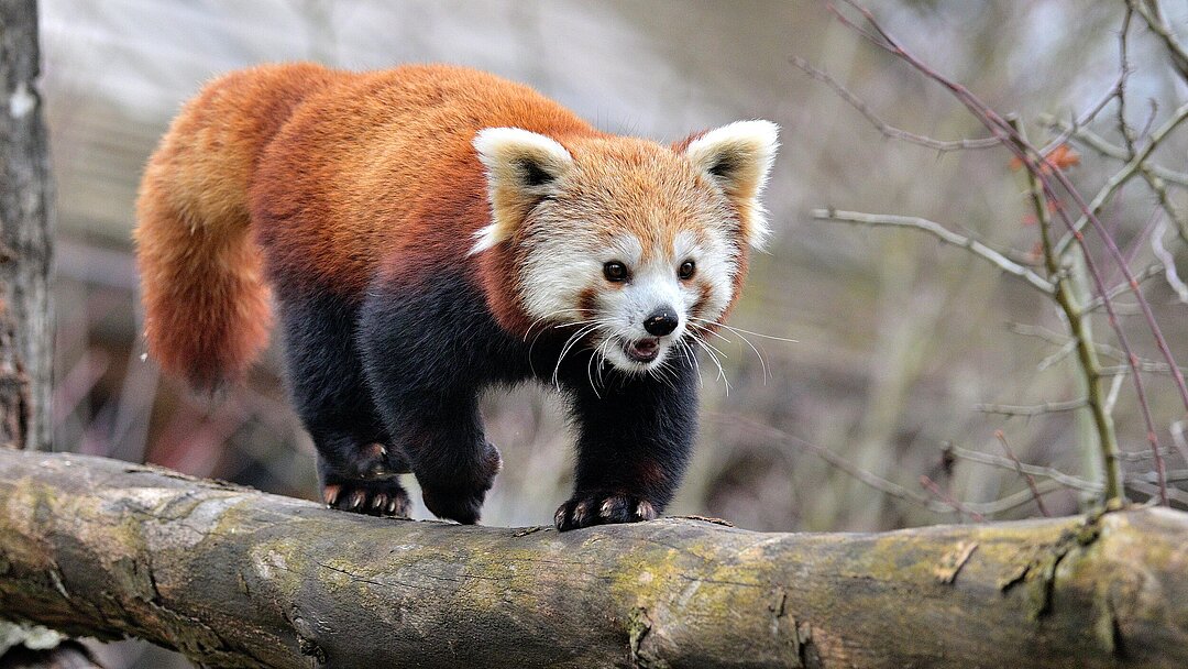 Das neue Weibchen der Roten Pandas 'Yoko' im Tierpark Hellabrunn
