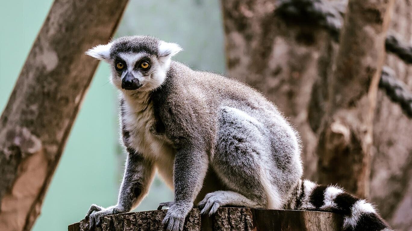 ein Katta im Tierpark Hellabrunn 