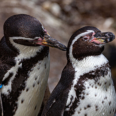 Humboldtpinguin im Tierpark Hellabrunn. 