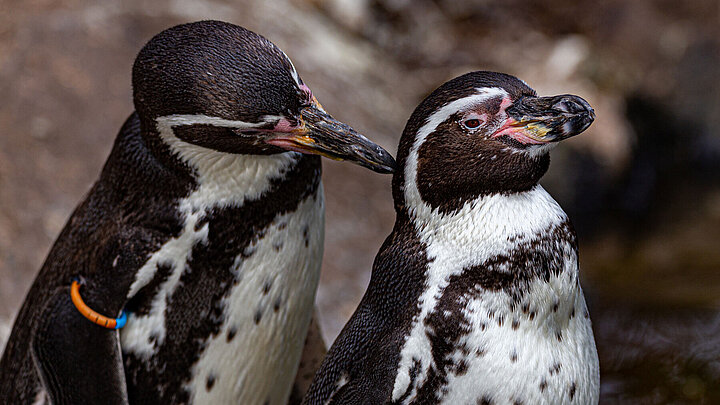 Auf diesem Bild sieht man zwei Humboldtpinguine bei der gegenseitigen Pflege im Tierpark Hellabrunn.