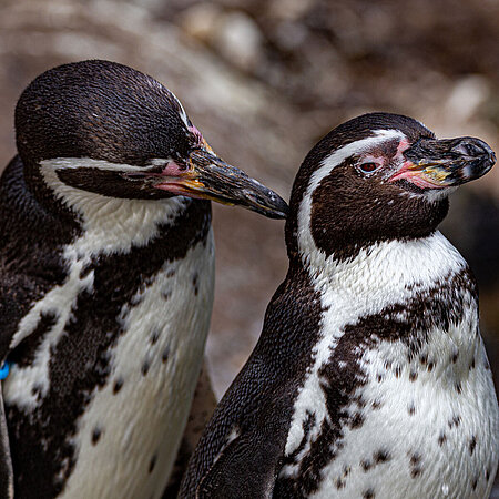 [Translate to English:] Humboldtpinguin im Tierpark Hellabrunn. 