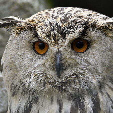 A portrait of a Siberian Eagle Owl at Hellabrunn Zoo.