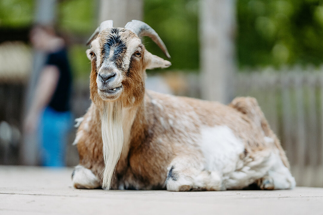 Westafrikanische Zwergziege in der Streichelanlage Westafrikanische Zwergziege in der Streichelanlage des Tierparks