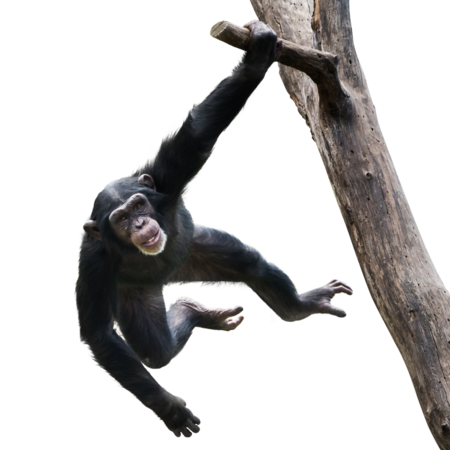 Das Bild zeigt einen Schimpansen beim Klettern. Er hält sich mit einem Arm an einem großen Ast fest und schwingt auf die Kamera zu.