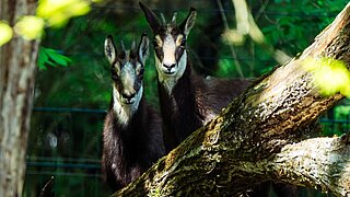 Alpengämse im Tierpark Hellabrunn 
