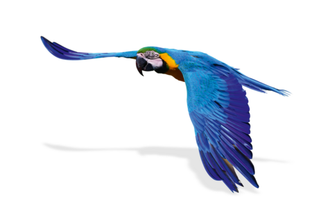 A yellow and blue macaw in flight.