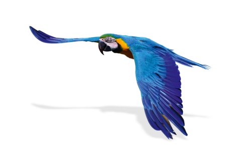 Macaw A yellow and blue macaw in flight.