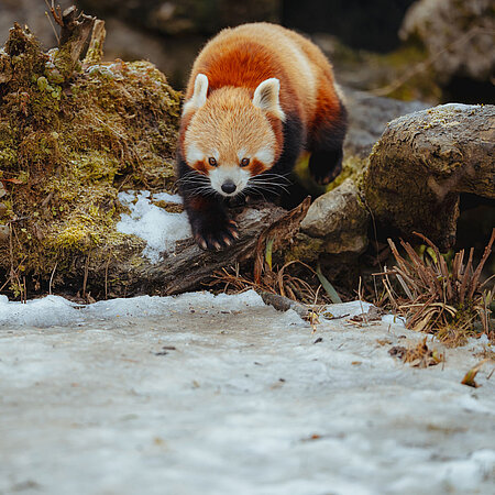 Ein Roter Panda über einen Baumstamm.
