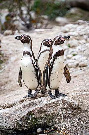 Drei Humboldtpinguine.