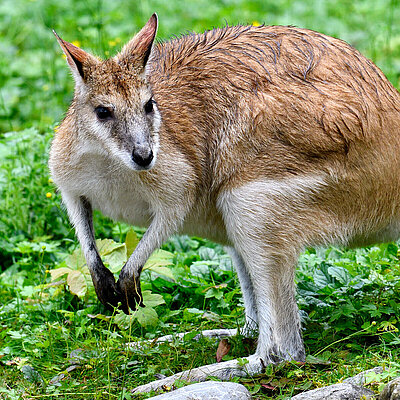 [Translate to English:] Ein Flinkwallaby.