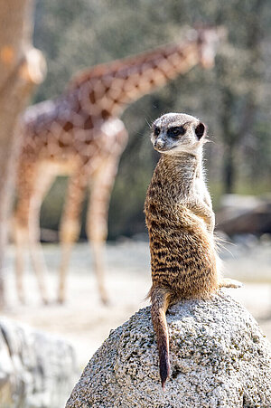 Ein Erdmännchen hält für die Gruppe auf einem Stein Wache. Im Hintergrund sieht man die Giraffen auf ihrer Außenanlage.