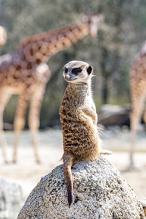 Ein Erdmännchen hält für die Gruppe auf einem Stein Wache. Im Hintergrund sieht man die Giraffen auf ihrer Außenanlage.