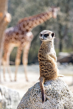 Ein Erdmännchen hält für die Gruppe auf einem Stein Wache. Im Hintergrund sieht man die Giraffen auf ihrer Außenanlage.