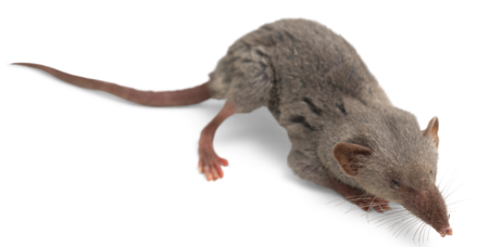 Eine Etruskerspitzmaus