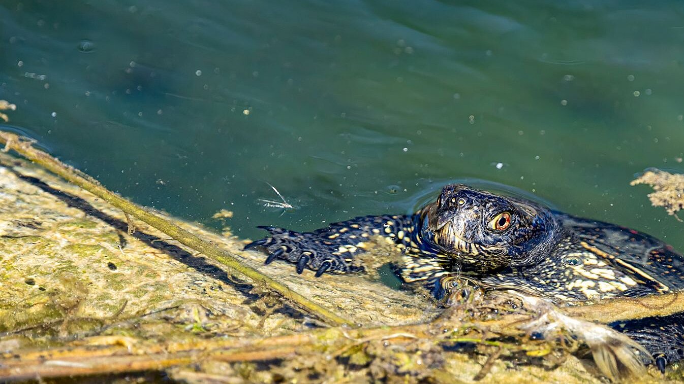 eine Europäische Sumpfschildkröte
