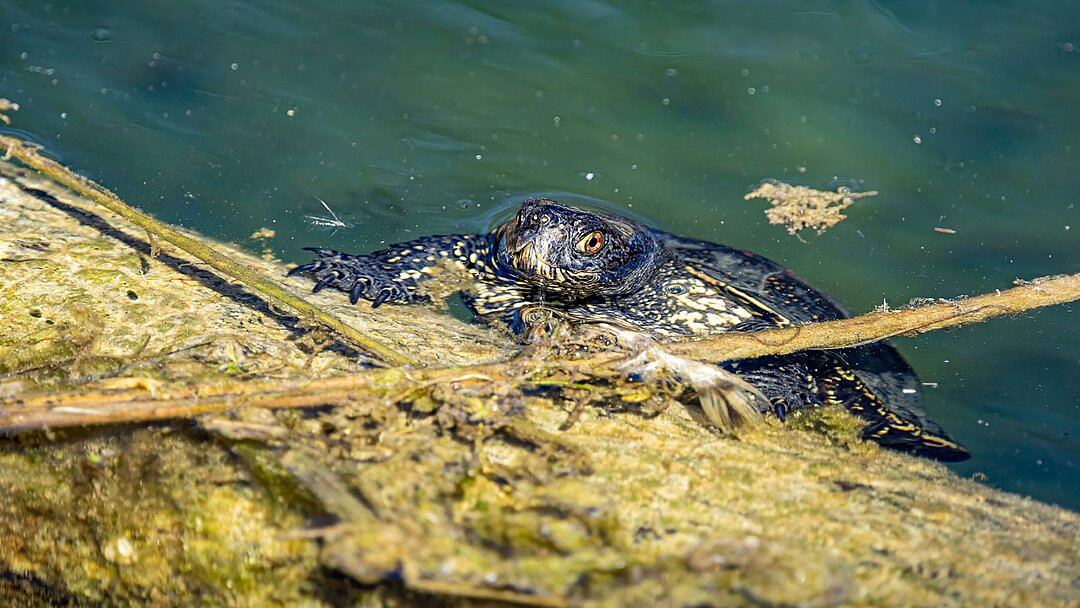 Europäische Sumpfschildkröte im Tierpark Hellabrunn 