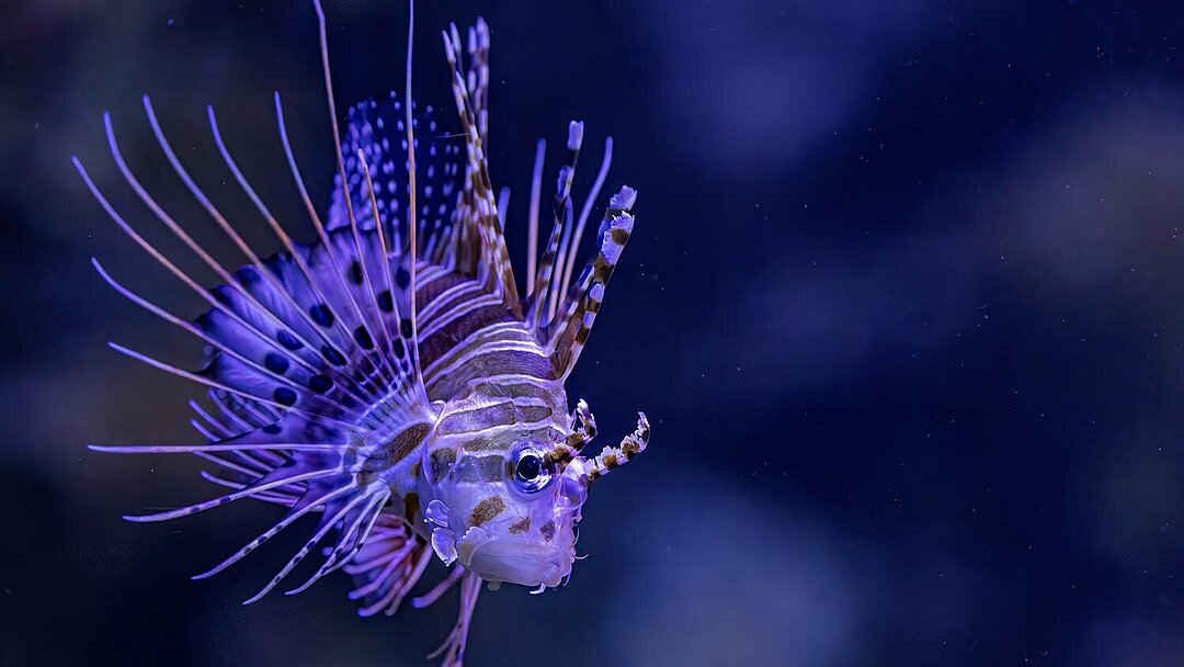 Feuerfisch im Hellabrunner Aquarium
