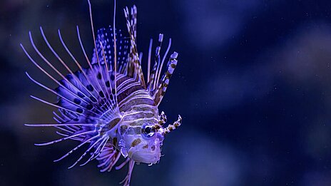 Feuerfisch im Hellabrunner Aquarium