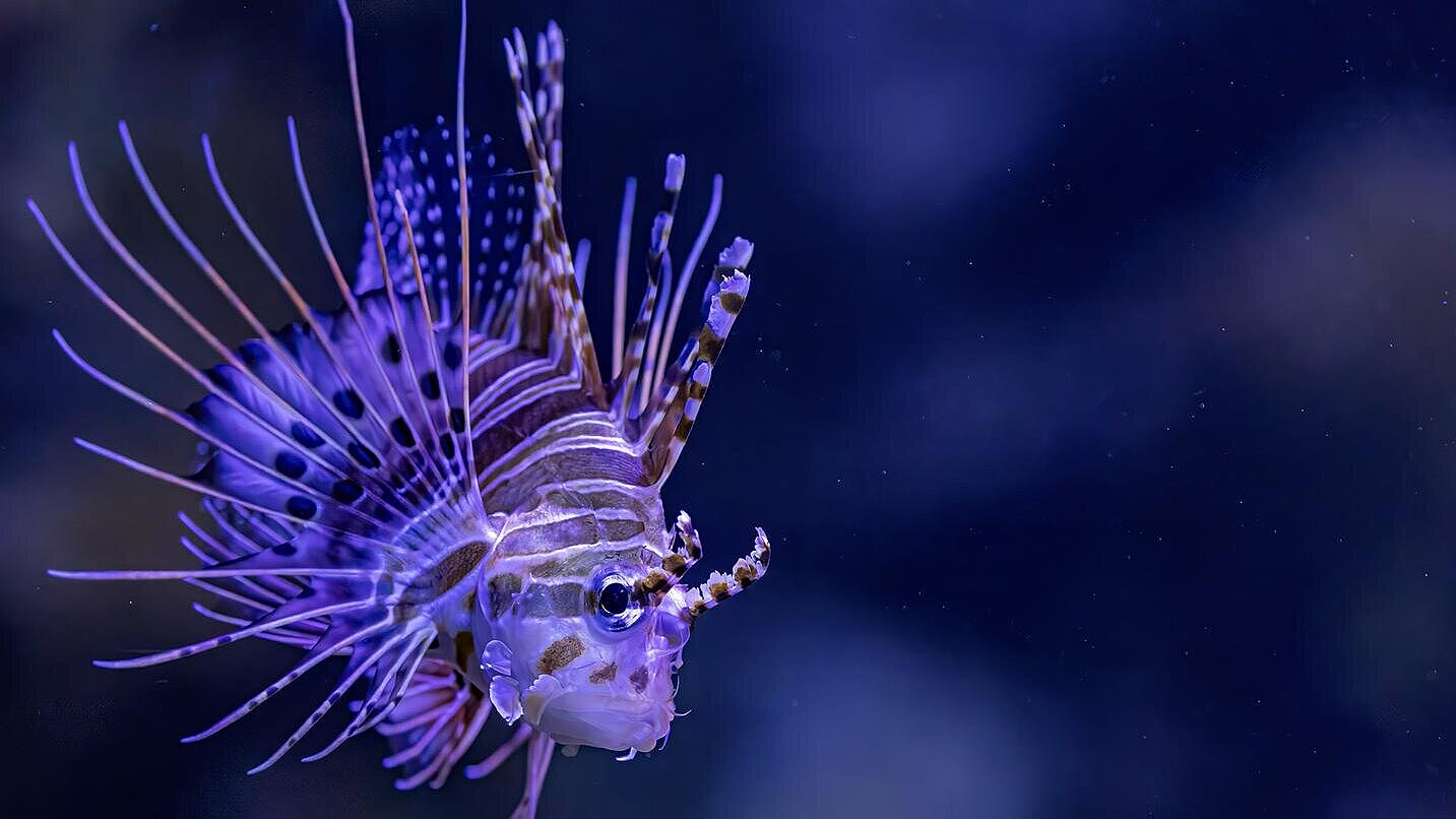 Feuerfisch im Hellabrunner Aquarium