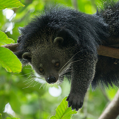 Binturong