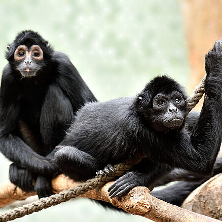 Two brown-headed spider monkeys sit on their climbing frame in Hellabrunn Zoo and look into the camera. 