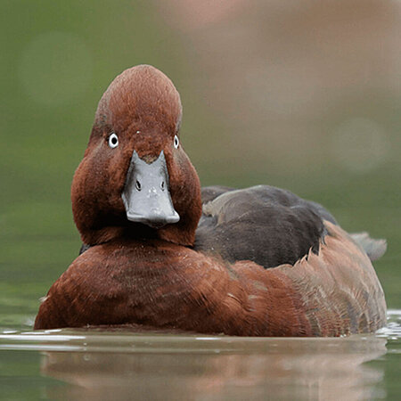 The picture shows a Ferruginous Duck swimming towards the camera.
