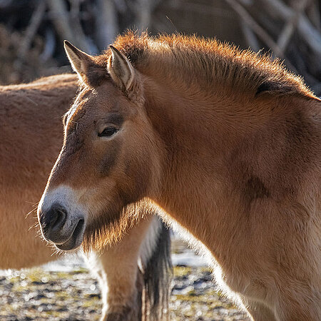 A portrait of a Przewalski's horse in Hellabrunn Zoo, which is the only animal in the herd looking at the camera.