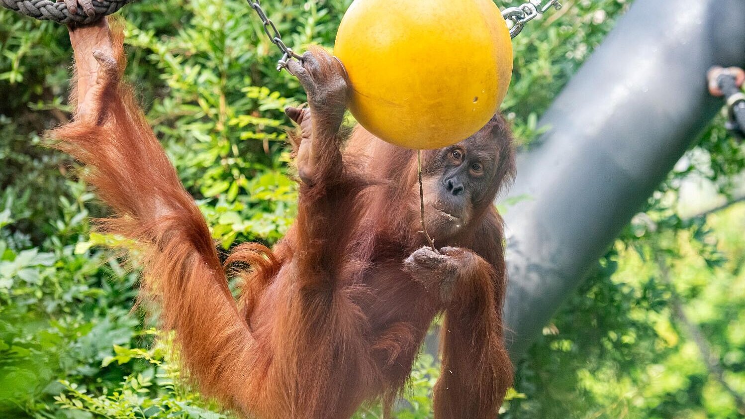 Orang-Utan im Tierpark Hellabrunn