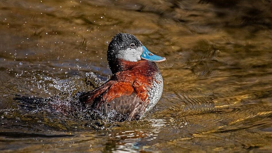 Ente in Großvoliere im Tierpark Hellabrunn