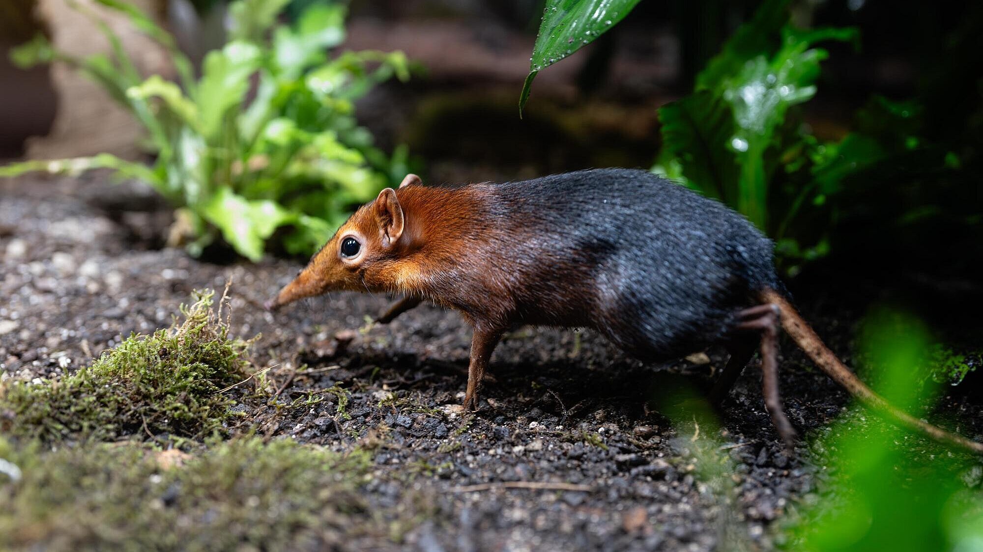 ein Rotschulter Rüsselhündchen im Tierpark Hellabrunn 