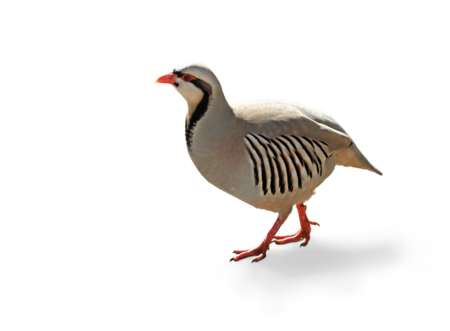 alpine rock partridge A walking alpine rock partridge.