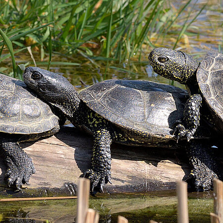 Drei Sumpfschildkröten liegen, ein wenig aufeinander gelehnt, in einer Reihe auf einem Baumstumpf im Tümpel. 