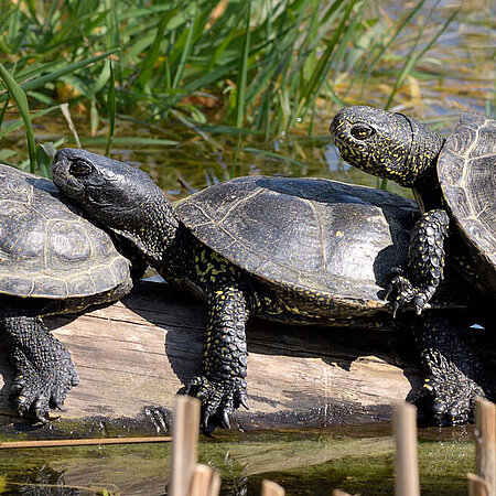 Sumpfschildkröten Drei Sumpfschildkröten liegen, ein wenig aufeinander gelehnt, in einer Reihe auf einem Baumstumpf im Tümpel.