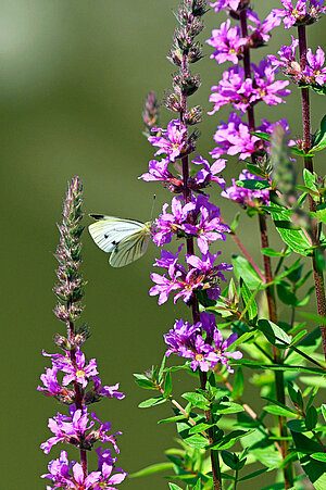 Ein Schmetterling sitzt seitlich an einer lilanen Blume.
