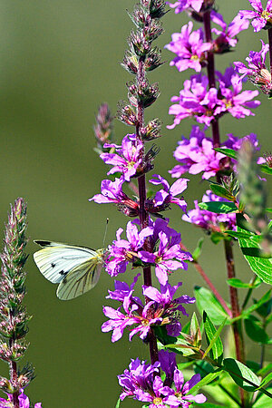 Ein Schmetterling sitzt auf einer Blume.