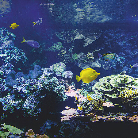 Aquarium Das Riffbecken mit mehreren bunten Fischen.