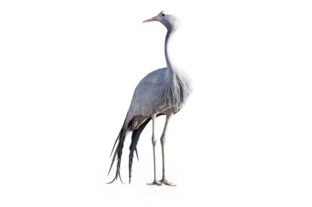 The picture shows a blue crane. He has long legs and looks to the left side of the picture.
