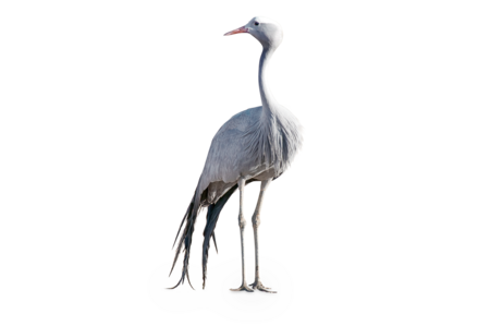 blue crane The picture shows a blue crane. He has long legs and looks to the left side of the picture.