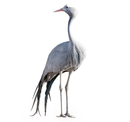 The picture shows a blue crane. He has long legs and looks to the left side of the picture.