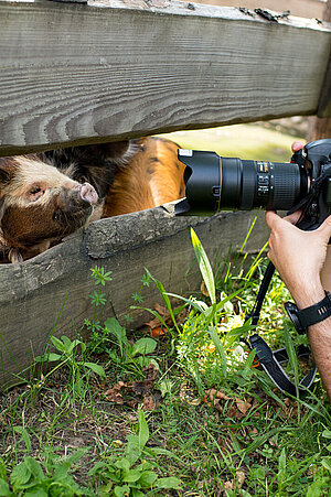 Der Fotograf Marc Müller zeigt bei den Kunekune, wie man fotografiert.