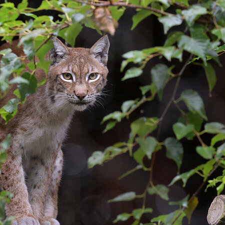 Ein europäischer Luchs, zum Teil verdeckt durch Blätter.