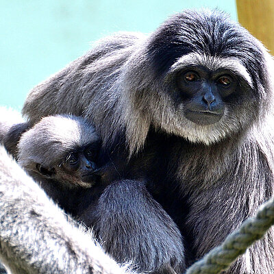 Ein Silbergibbon und dessen Nachwuchs sitzen auf einem Bam