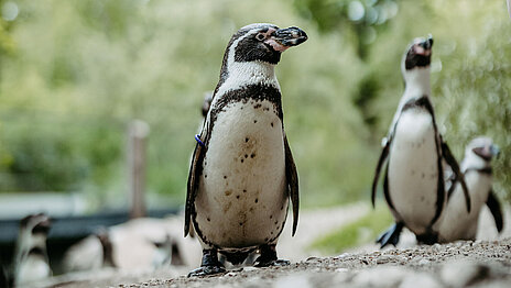 Ein Humboldtpinguin steht im Vordergrund, zwei weitere rechts hinter ihm.