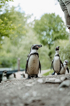 Drei Humboldtpinguine, wobei einer im Vordergrund steht.