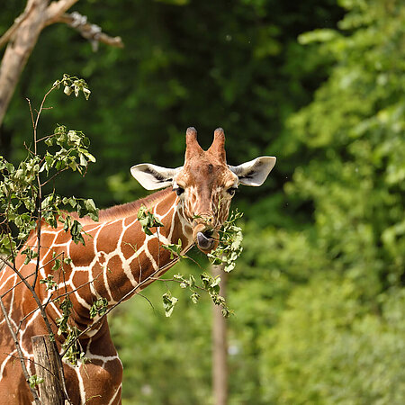 Die Giraffe zupft mit ihrer langen, blauen Zunge Blätter von einem Ast.