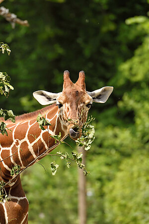 Eine Giraffe frisst einen Ast.