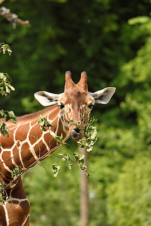 Eine Giraffe frisst einen Ast.