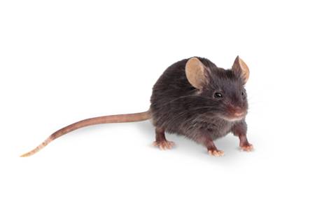 Hausmaus Das Bild zeigt eine Hausmaus die direkt in die Kamera blickt.