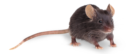 house mouse The picture shows a house mouse looking directly into the camera.